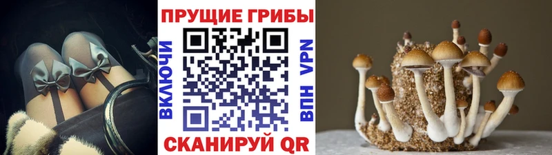 Галлюциногенные грибы прущие грибы  блэк спрут   Ртищево 